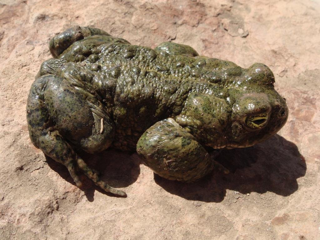 Natterjack toad - Epidalia (Bufo) calamita - Sapo corredor