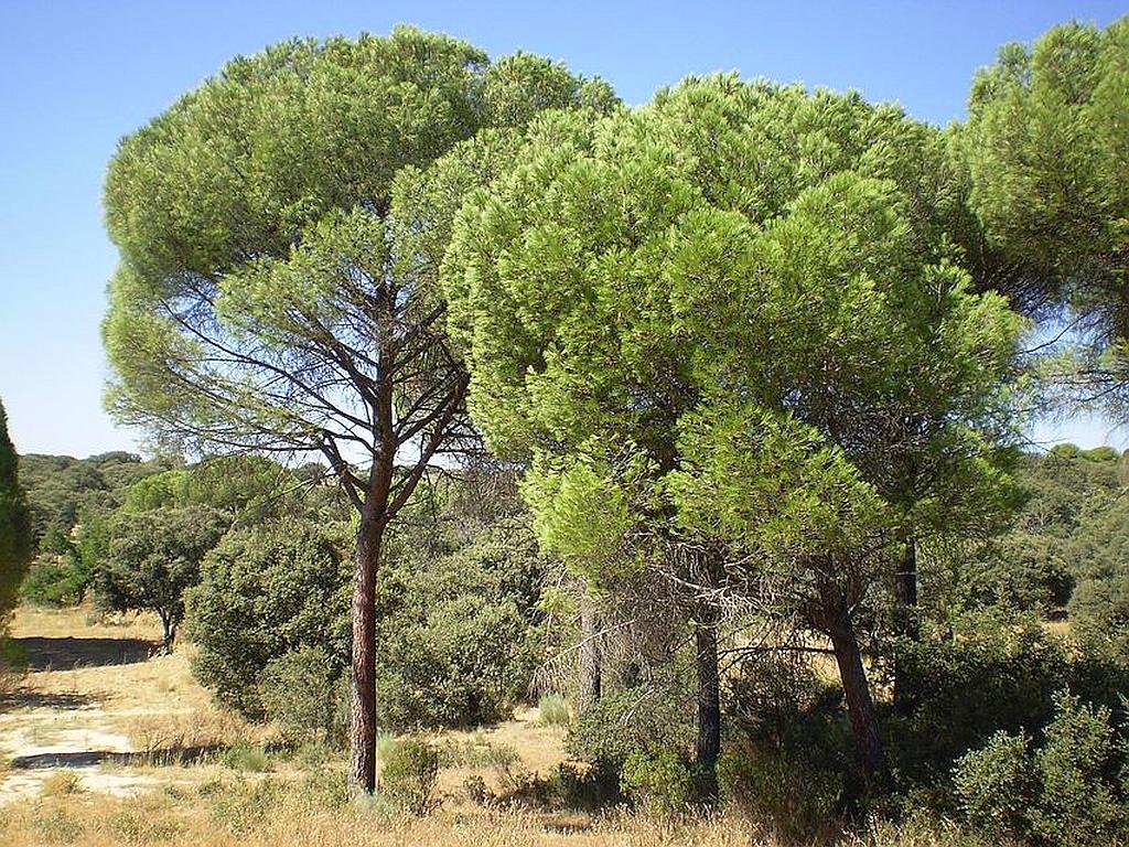 The Regional Park of the Guadarrama River (Curso Medio del Río Guadarrama y su Entorno) is located to the west of Madrid