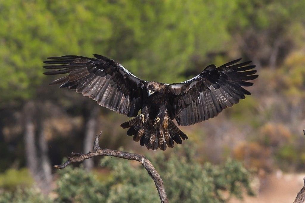 New nesting pairs of Spanish Imperial Eagle in Andalusia