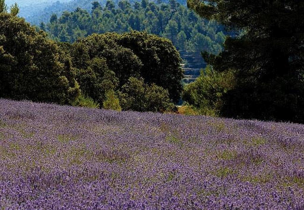 The Pico del Montcabrer dominates the mountainous limestone Sierra de Mariola Natural Park at 1390 m above sea level