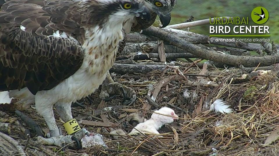 The first ever known “albino” Osprey has hatched today in Urdaibai. See the live webcam here…. Best of luck!