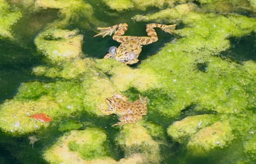 Iberian Water Frog - Pelophylax perezi - Rana común