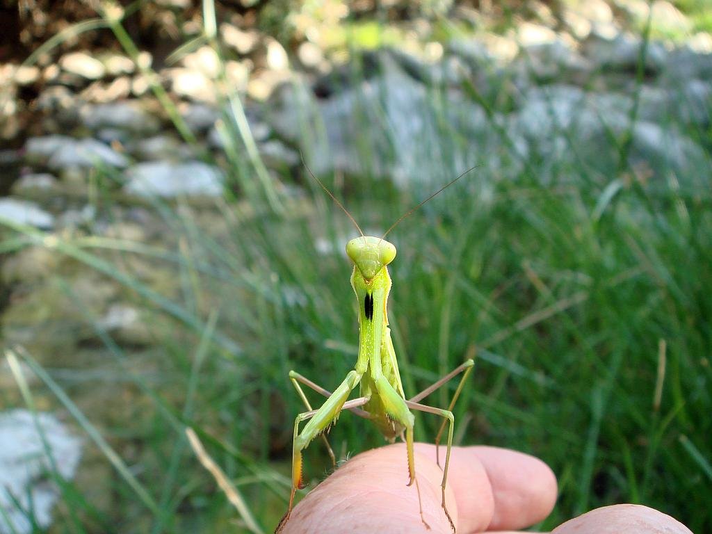 Praying Mantis (Mantis religiosa) - Insecto de Santa Teresa