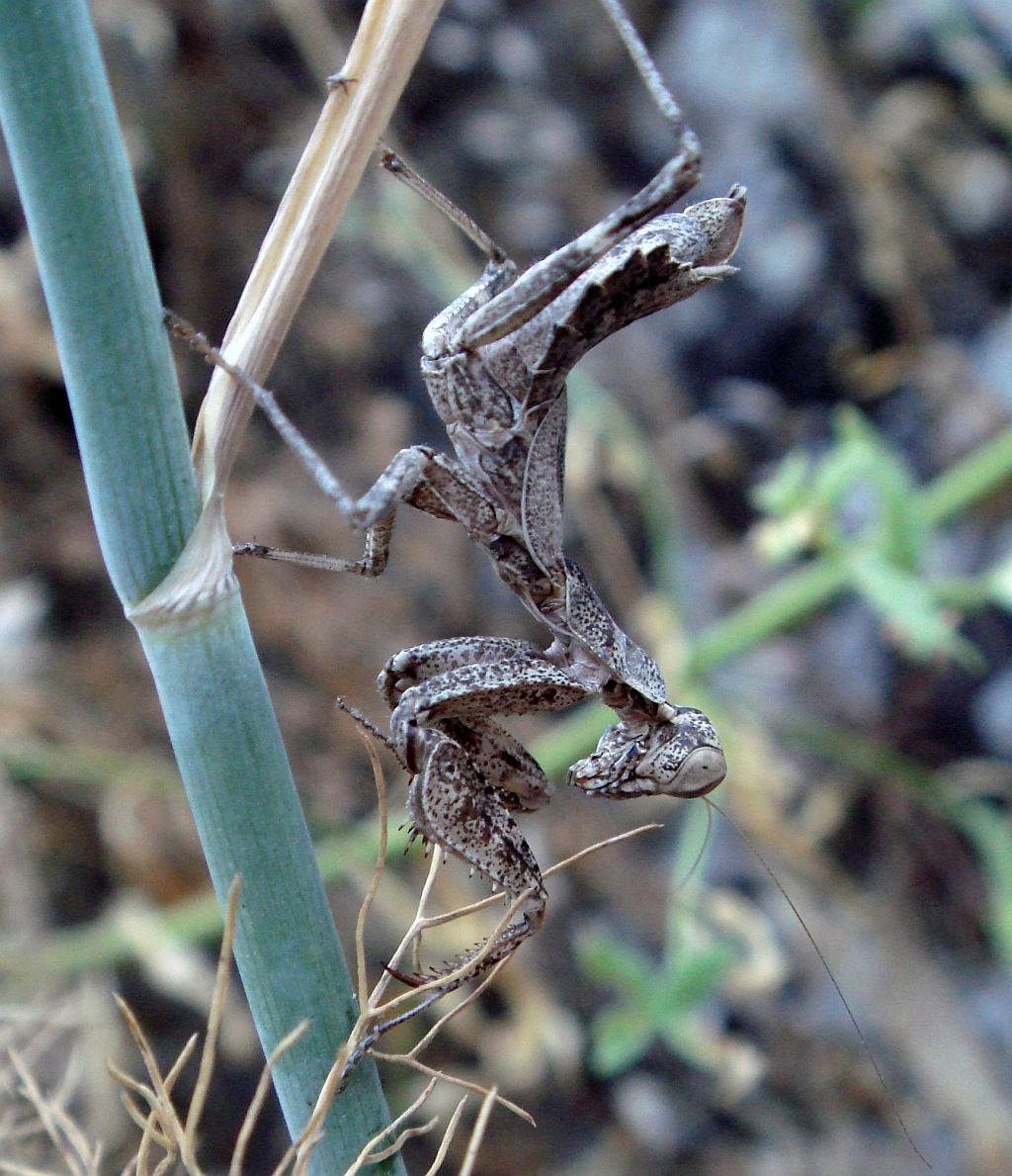 The European Dwarf Mantis (Ameles spallanzania) Mantis enana Europea is a very small mantid, around 1cm-3cm that lives in low vegetation in warm, dry places.