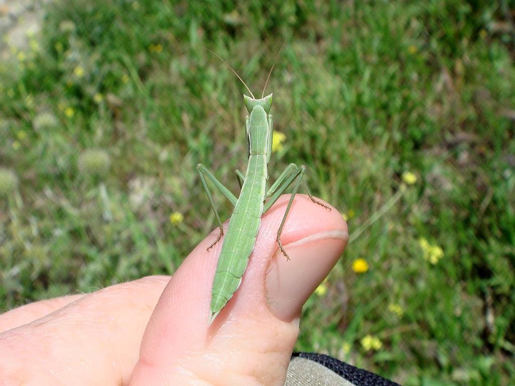 Apteromantis aptera. This is a species of praying mantis which is endemic to the Iberian peninsular