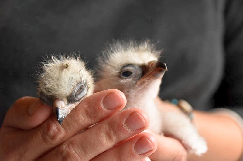 Eleven Bonellis eagle chicks reared in 2021
