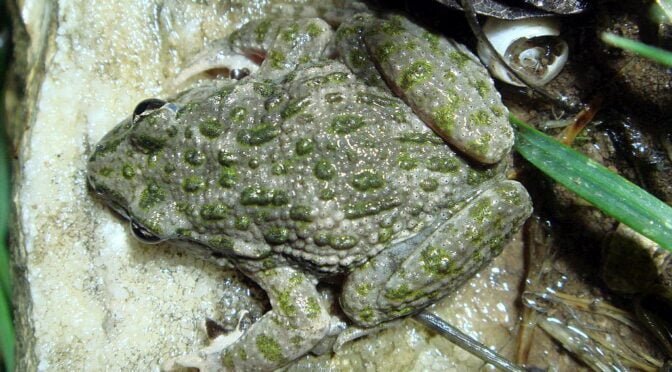 Iberian Parsley Frog – Pelodytes ibericus -Sapillo moteado iberico