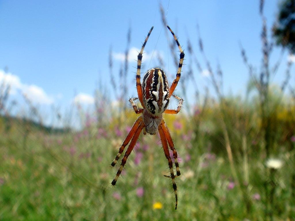 The females of Oak spider - Aculepeira ceropegia- Araña hoja de roble are large and conspicuous with an unmistakable design on the abdomen in the form of an oak leaf
