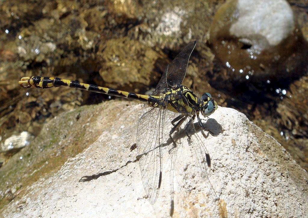 Small Pincertail (Onychogomphus forcipatus)