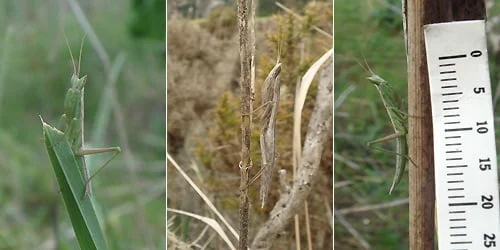Apteromantis aptera camouflaged and showing size of 20mm