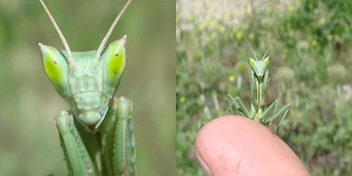Apteromantis aptera. This is a species of praying mantis which is endemic to the Iberian peninsular