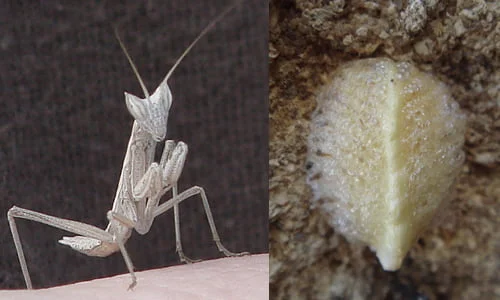 Apteromantis aptera