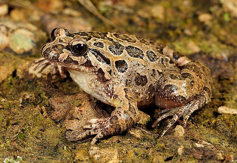The East Iberian Painted Frog - Discoglossus jaenneae - Sapillo Pintojo Meridional is a shiny, plump frog with a pointed snout that can reach a body length of up to 6cm
