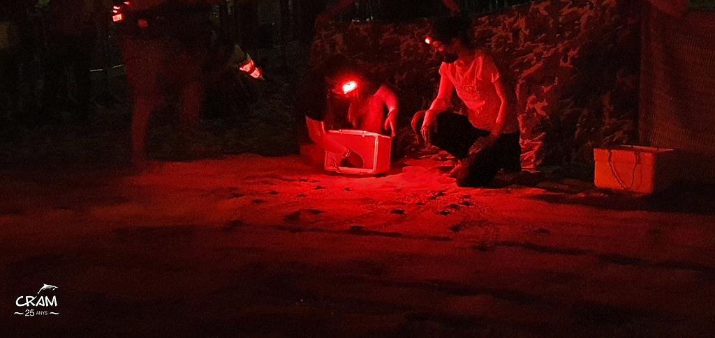 Calafell's turtle hatchlings enter the sea