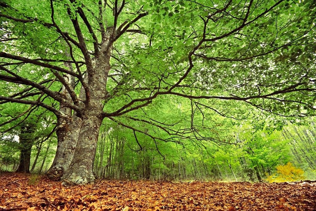 Located less than a hundred kilometers from Madrid, the Sierra del Rincón Biosphere Reserve is a mountainous territory between the Ayllón and Somosierra massifs.