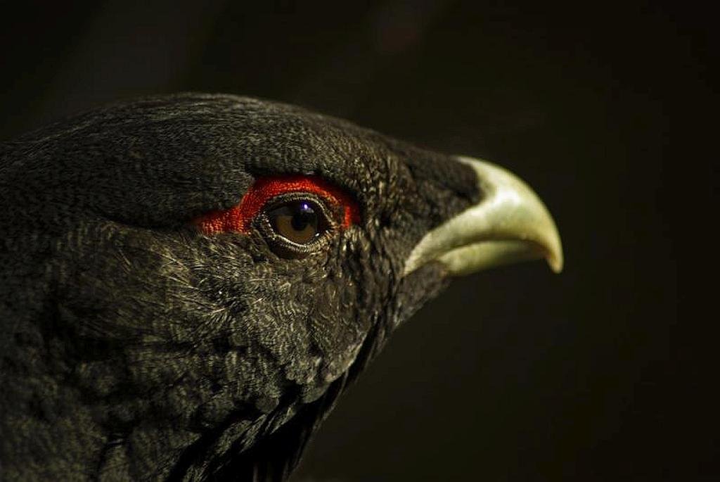 Tetrao urogallus cantabricus - Cantabrian capercaillie - Urogallo cantábrico