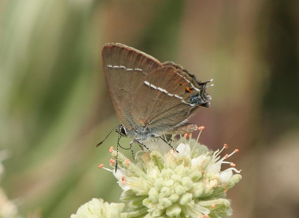 Blue-spot Hairstreak - Satyrium spini - Mancha azul