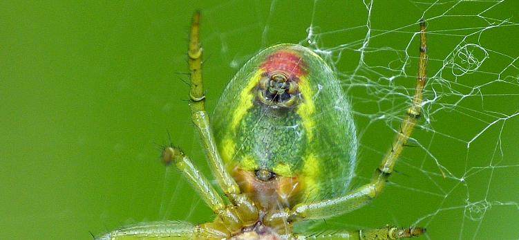 Cucumber green spider-Araniella cucurbitina-Araña verde común - Note the red dot on the underside of the abdomen