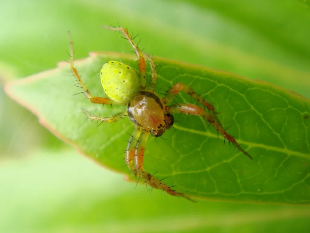 Cucumber green spider-Araniella cucurbitina-Araña verde común