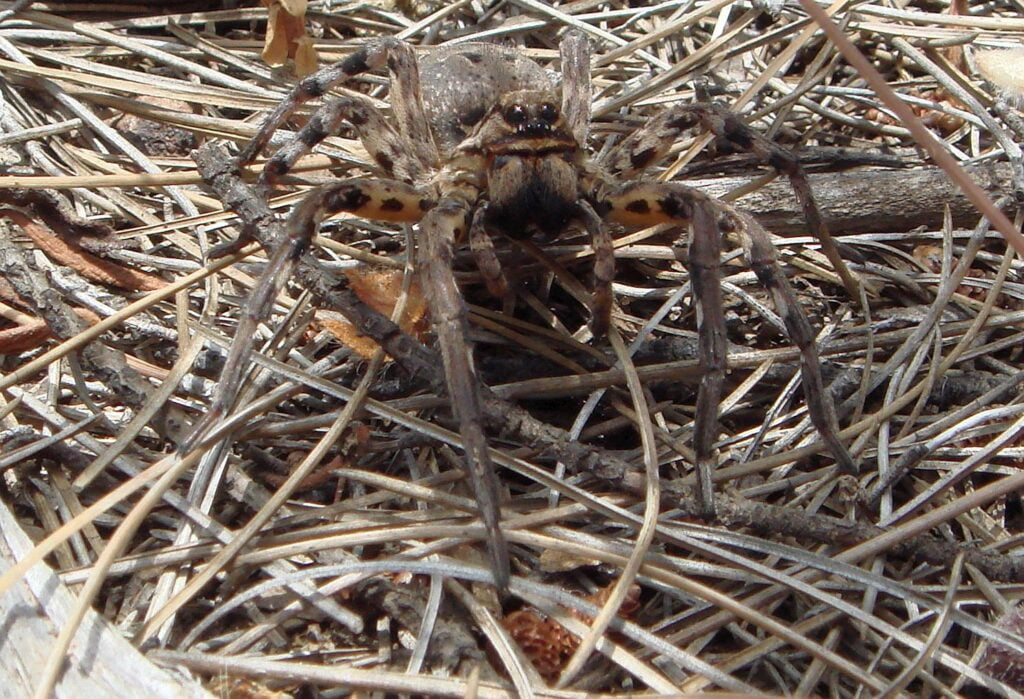 European wolf spider - Lycosa tarantula - Araña lobo - Fantastic camoflage