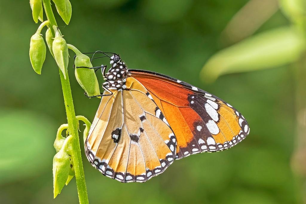 The Plain Tiger - Danaus chrysippus - Mariposa tigre is a large and easily identified tropical looking butterfly, but it only exists in small isolated pockets in Spain.