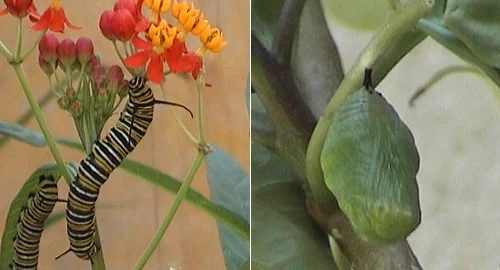 Monarch - Danaus plexippus - Monarca
