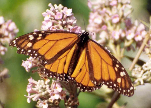 Monarch - Danaus plexippus - Monarca