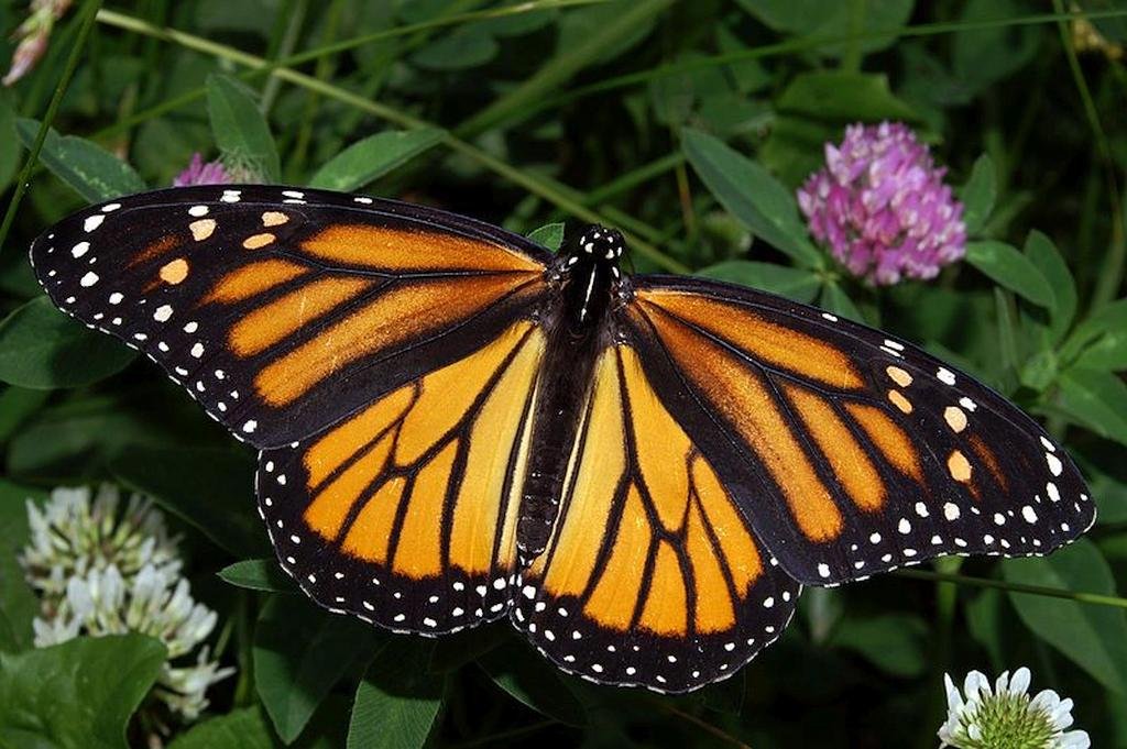 Monarch - Danaus plexippus - Monarca