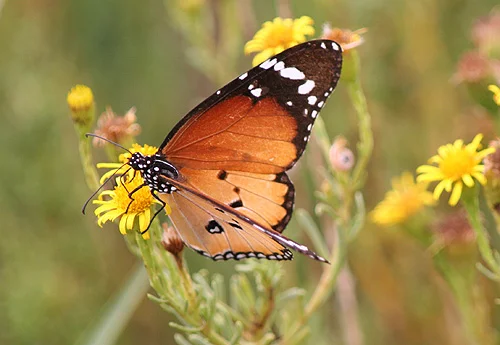 The Plain Tiger - Danaus chrysippus - Mariposa tigre is a large and easily identified tropical looking butterfly, but it only exists in small isolated pockets in Spain.