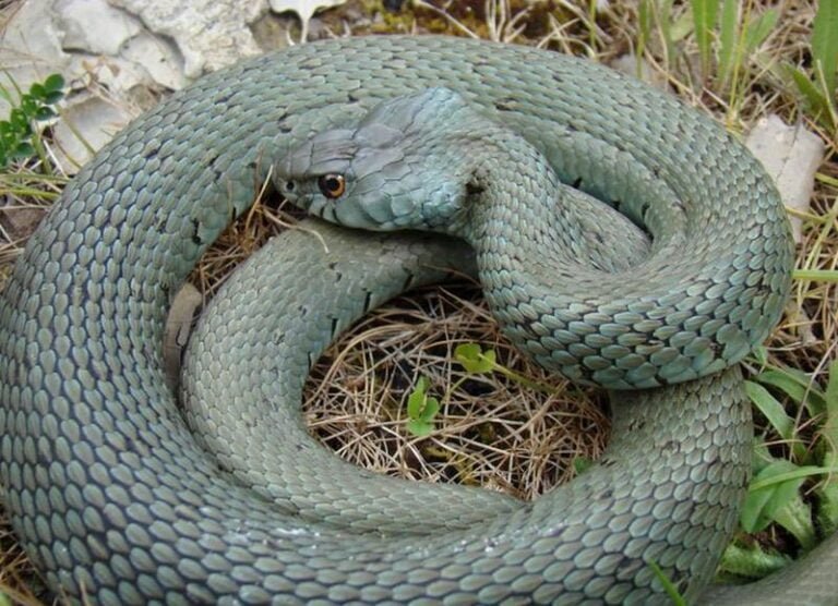 Grass snake - Natrix natrix - Culebra de Collar - Wildlife & Walking ...