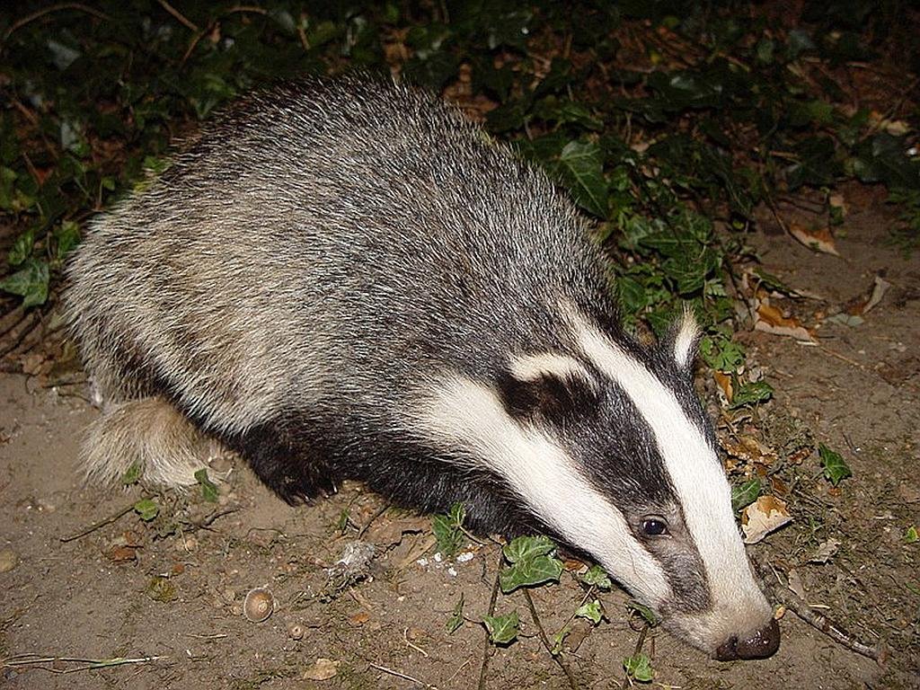 Badgers in Spain