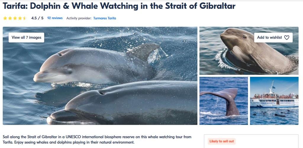 Dolphin & Whale Watching in the Strait of Gibraltar