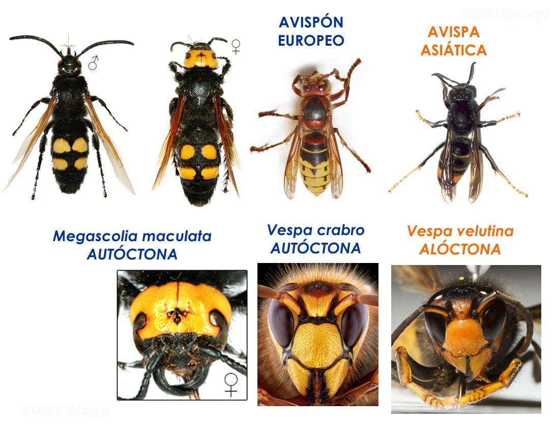 Hornets in Spain - Wildlife & Walking Tours in Spain | Wildside Holidays