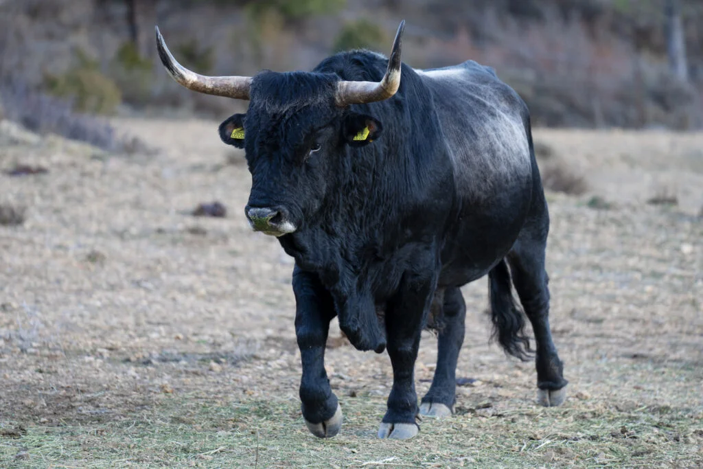 Tauros cattle