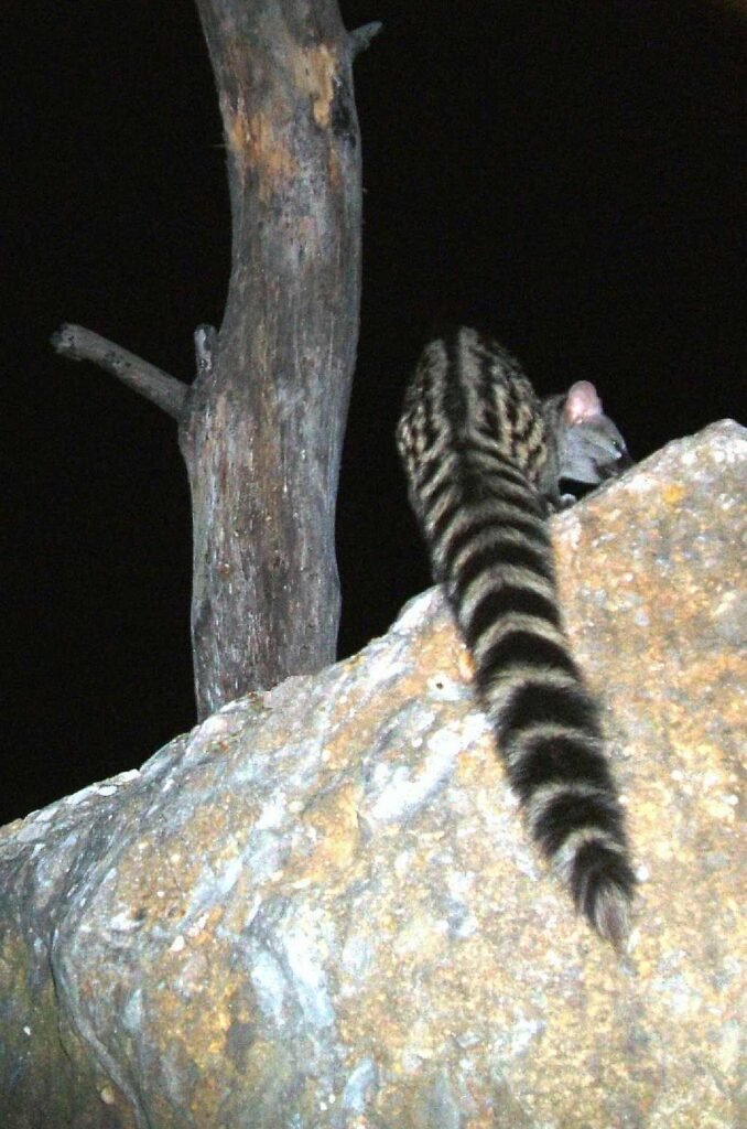Common genet – Genetta genetta – Gineta