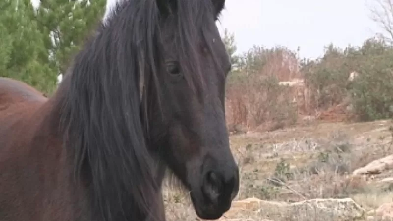 Wild horses return to the Alto Tajo