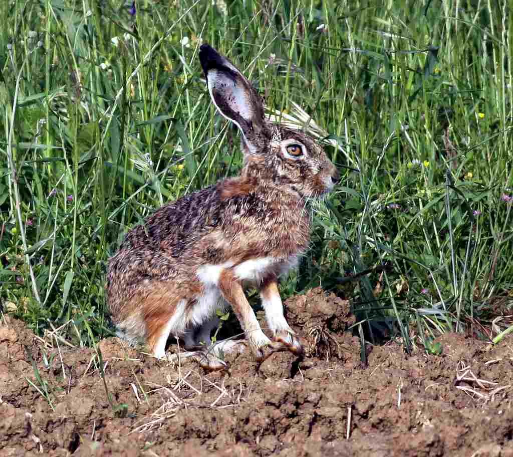 Iberian hare - Lepus Granatensis
