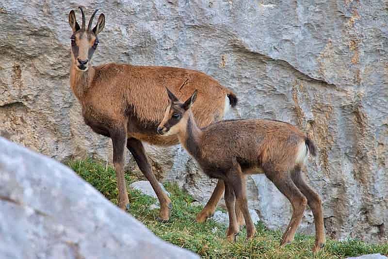 Pyrenean chamois – Rupicapra pyrenaica – Rebeco