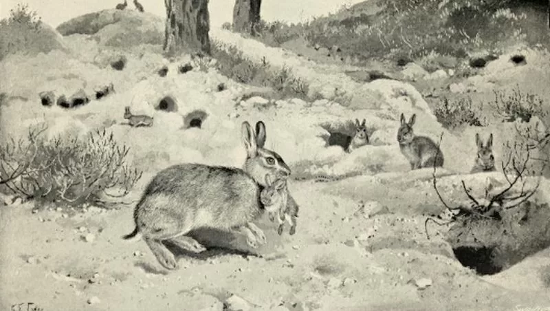 The Iberian rabbit