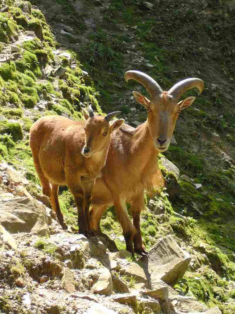 The Barbary sheep (Ammotragus lervia)
