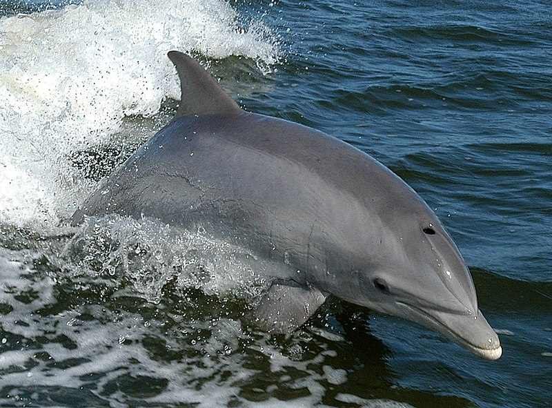 The Common Bottlenose Dolphin (Tursiops truncatus)