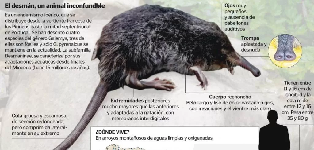 The Pyrenean desman (Galemys pyrenaicus)
