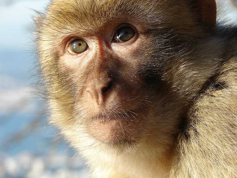 The barbary macaques of Gibraltar