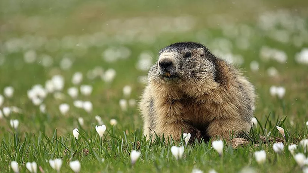 Alpine marmot – Marmota marmota – Marmota alpina