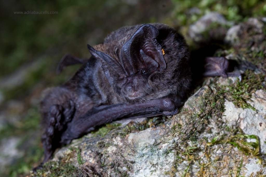 Barbastella barbastellus – Barbastelle – barbastela or murciélago de bosque