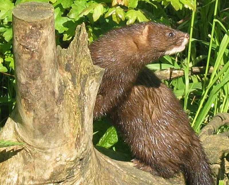 European mink verses American mink in Spain