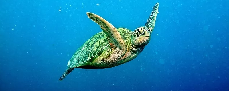 Marine turtles of the Iberian Peninsula