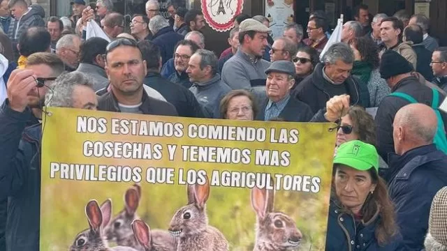 Hybrid rabbits in Spain