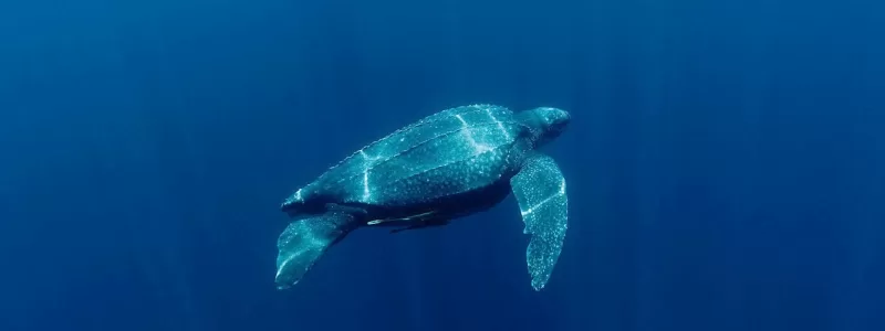 Marine turtles of the Iberian Peninsula