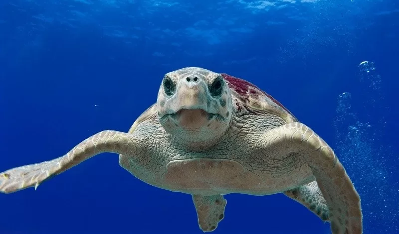 Marine turtles of the Iberian Peninsula